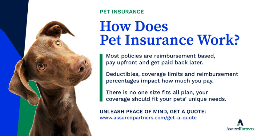 Pet Insurance in Jakarta? City Considers Subsidized Vet Care for Owners in Need
